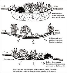 raingarden-2-240111